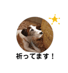 ぶち犬に愛を（個別スタンプ：5）