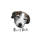 ぶち犬に愛を（個別スタンプ：6）