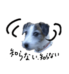 ぶち犬に愛を（個別スタンプ：9）