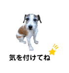 ぶち犬に愛を（個別スタンプ：10）