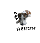ぶち犬に愛を（個別スタンプ：11）