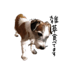 ぶち犬に愛を（個別スタンプ：13）