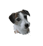 ぶち犬に愛を（個別スタンプ：16）