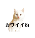 アクティブ・にゃんこ4（個別スタンプ：2）