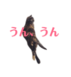 アクティブ・にゃんこ4（個別スタンプ：3）