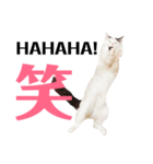 アクティブ・にゃんこ4（個別スタンプ：5）