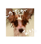ちこちこフォト（個別スタンプ：4）