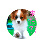ちこちこフォト（個別スタンプ：6）