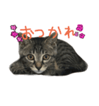 ガストン スタンプ（個別スタンプ：3）