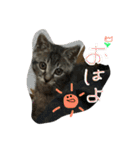 ガストン スタンプ（個別スタンプ：5）