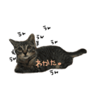ガストン スタンプ（個別スタンプ：15）