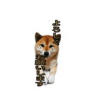 まったり柴犬スタンプ第2だん（個別スタンプ：1）