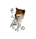 まったり柴犬スタンプ第2だん（個別スタンプ：2）