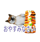 まったり柴犬スタンプ第2だん（個別スタンプ：6）