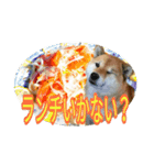 まったり柴犬スタンプ第2だん（個別スタンプ：7）