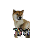 まったり柴犬スタンプ第2だん（個別スタンプ：11）