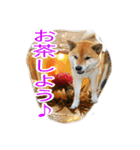 まったり柴犬スタンプ第2だん（個別スタンプ：13）