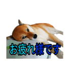 まったり柴犬スタンプ第2だん（個別スタンプ：14）