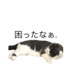猫での日常スタンプ（個別スタンプ：1）