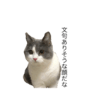 猫での日常スタンプ（個別スタンプ：6）
