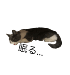 猫での日常スタンプ（個別スタンプ：7）