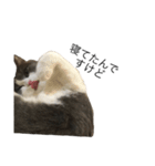 猫での日常スタンプ（個別スタンプ：13）