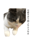 猫での日常スタンプ（個別スタンプ：17）
