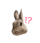 うさぎのミモたん（個別スタンプ：2）