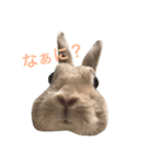 うさぎのミモたん（個別スタンプ：4）