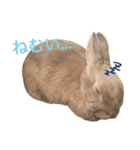 うさぎのミモたん（個別スタンプ：6）