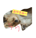 ラヴちゃん1（個別スタンプ：1）