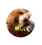 癒しのぱんちゃん（個別スタンプ：8）