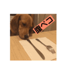 こまめスタンプ（個別スタンプ：5）