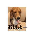 こまめスタンプ（個別スタンプ：11）