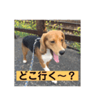 こまめスタンプ（個別スタンプ：12）