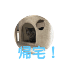 vivi＆coco（個別スタンプ：11）
