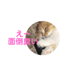 vivi＆coco（個別スタンプ：12）