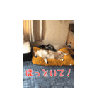 ファンキーモンキーモンキー（個別スタンプ：4）
