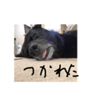 やんちゃくろ君（個別スタンプ：1）