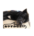 やんちゃくろ君（個別スタンプ：2）