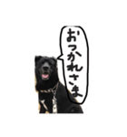やんちゃくろ君（個別スタンプ：8）
