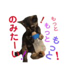 シンバと小町（個別スタンプ：6）