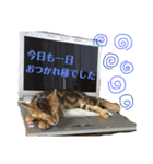 シンバと小町（個別スタンプ：9）