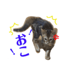 シンバと小町（個別スタンプ：12）