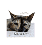 シンバと小町（個別スタンプ：21）