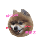 ランとゆきの毎日です（個別スタンプ：2）