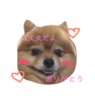 ランとゆきの毎日です（個別スタンプ：6）