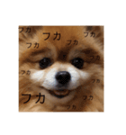 ランとゆきの毎日です（個別スタンプ：7）