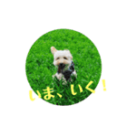 マルプーのふくまる（個別スタンプ：10）