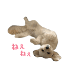 マルプーのふくまる（個別スタンプ：16）